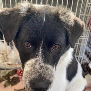 【交渉中】7ヶ月の女の子【澪〜みお〜】ちゃん