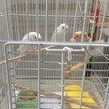 セキセイインコ ２歳ペア