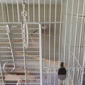文鳥 青年期 3羽