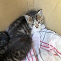【交渉中】生後２週　キジ白の子猫3匹