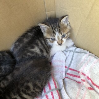 【交渉中】生後２週　キジ白の子猫3匹