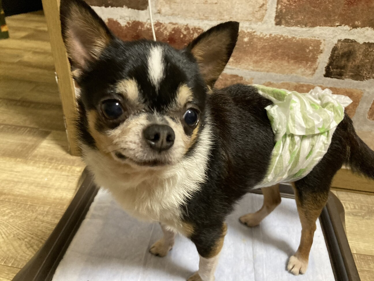 怖がりだけど甘えん坊チワ 神奈川県 犬の里親募集 ペットのおうち 月間利用者150万人