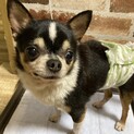 怖がりだけど甘えん坊チワワ♂大豆くん