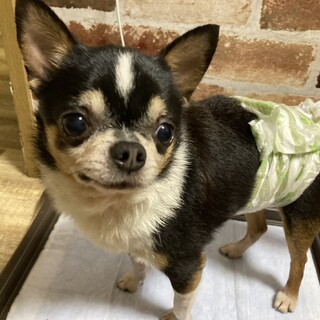 怖がりだけど甘えん坊チワワ♂大豆くん