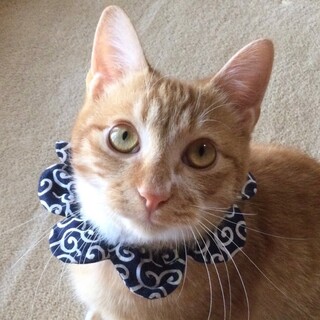 スリスリゴロゴロ甘えん坊の男の子、オリーブです！ 