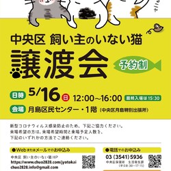 中央区 飼い主のいない猫 譲渡会