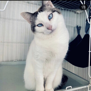 ブルーの目が素敵な女の子です！