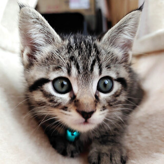 募集一時停止　甘えん坊でカギ尻尾男子❤️きよみね
