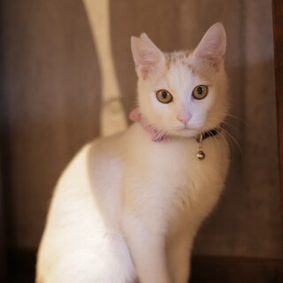 ポツポツ模様が可愛いポエンティアくん