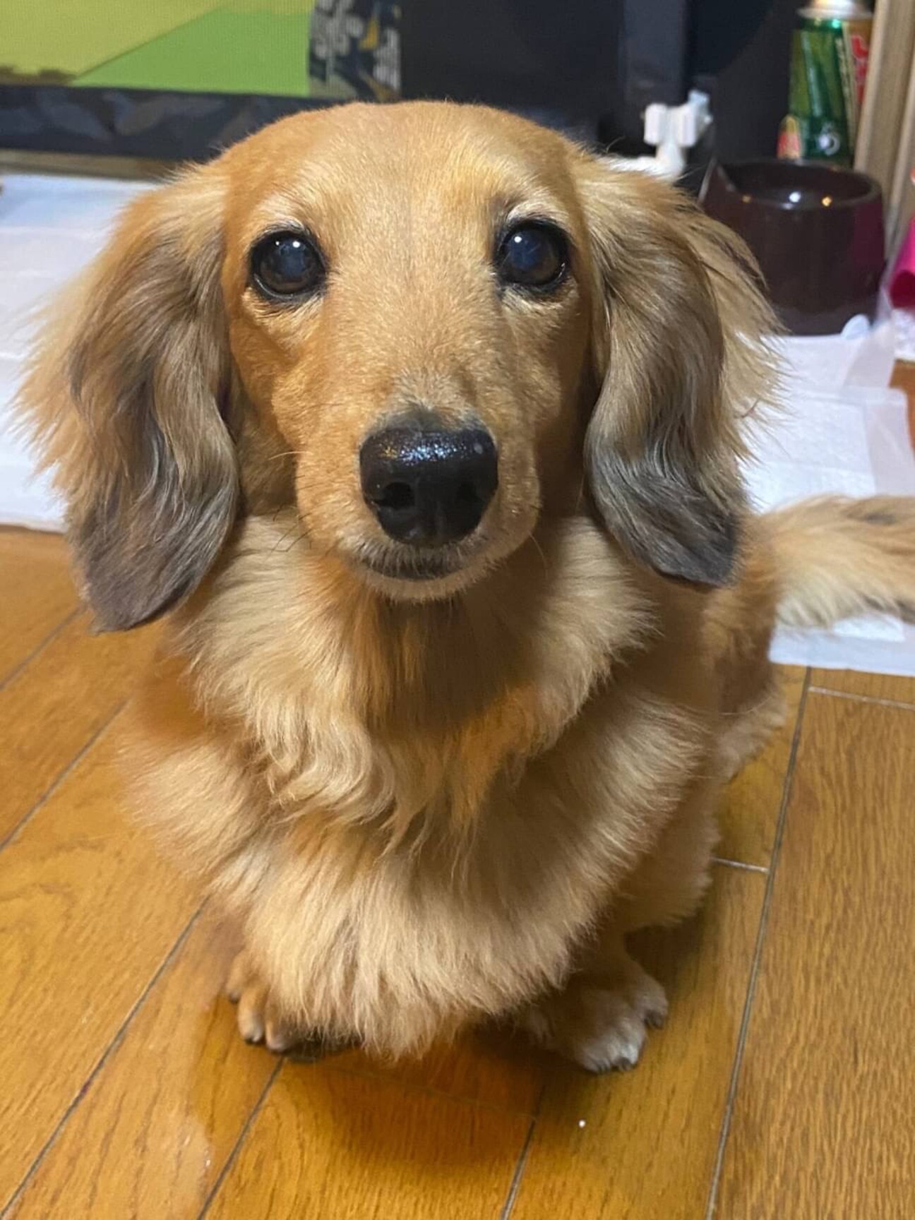 ミニチュアダックスの華ち 埼玉県 犬の里親募集 ペットのおうち 月間利用者150万人