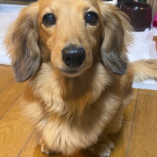 ミニチュアダックスの華ちゃん♀12歳の募集です。