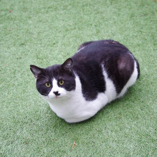 よいこらしょのカバー写真