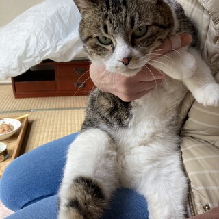 甘えん坊のキジシロ猫