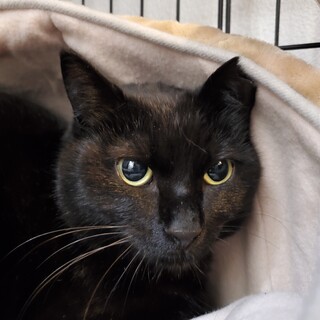 素敵なBlack Cat 優しいメイちゃん