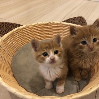 可愛い子猫の兄弟!!