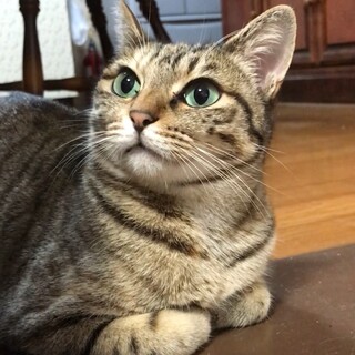 一人遊びの達人、でも少し怖がりの可愛いチッチ