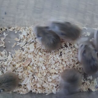 再開　ロボロフスキーハムスター　