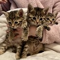 超美猫キジトラ3兄妹★生後1ヶ月
