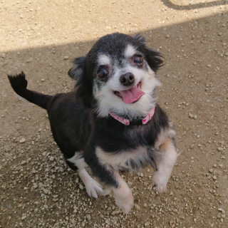 チワワ ７～８歳★いくらちゃん　繁殖引退犬