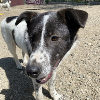 【交渉中】7ヶ月の男の子【湊〜そう〜】くん