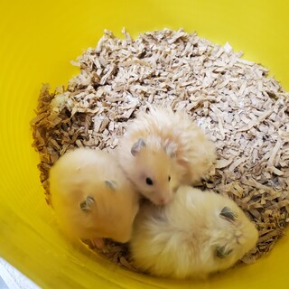 ゴールデンハムスター　生後１ヶ月半
