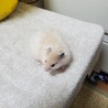 ゴールデンハムスター　生後１ヶ月半 サムネイル2