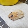 ゴールデンハムスター　生後１ヶ月半 サムネイル3