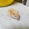 ゴールデンハムスター　生後１ヶ月半 サムネイル4
