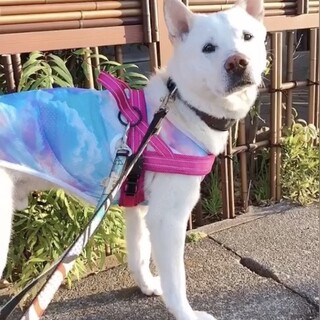 問い合わせ有り、一旦停止します