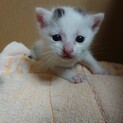 お申し込み有り対応中＊生後1ヶ月子猫