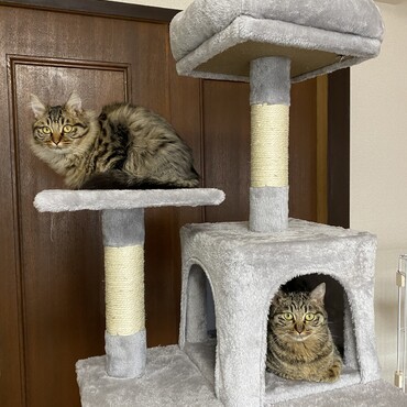 キャットタワーを設置