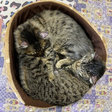 ニャンモナイト