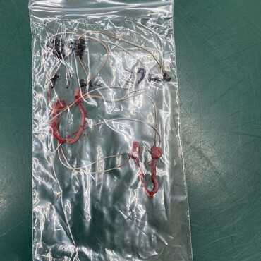 2匹共に避妊したよ