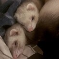 急ぎです。フェレット2匹同時募集
