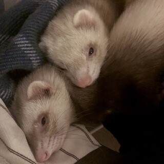 急ぎです。フェレット2匹同時募集