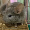 チンチラ　