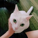 人が大好きな白猫