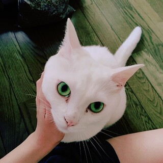 人が大好きな白猫