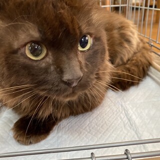 【5/23譲渡会】優しい性格のゴージャス長毛