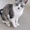 里親募集、グレーの毛並みの猫ちゃんです