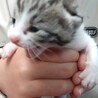 可愛い仔猫里親募集！ サムネイル2