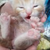 可愛い仔猫里親募集！ サムネイル3