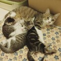 【GWお見合可】美猫三兄妹と優しいママ(2匹ずつ)