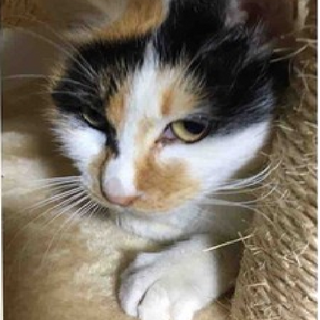 三毛猫あかりちゃん