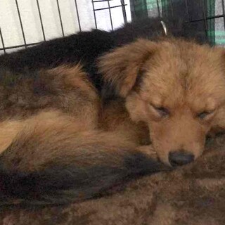 元気で可愛いフワモコな女の子テディ