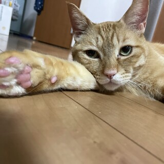 めちゃかわ♡甘えん坊な虎猫♡