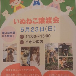 保護犬猫譲渡会