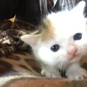 生後2週間ほどふわふわ白猫
