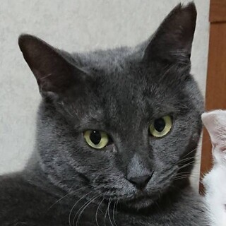 癒しのダンディー　ガチムチグレーのスモオ君