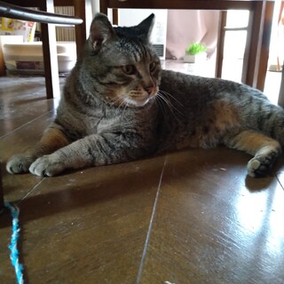 おっとりしたオス猫の里親さん募集